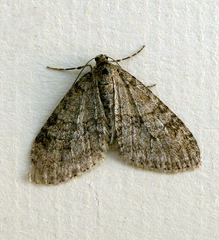 Trichopteryx carpinata