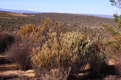 Leucadendron procerum