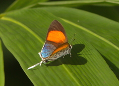 Drupadia ravindra