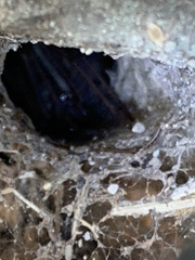 Agelenidae
