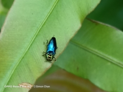 Endelus cupido