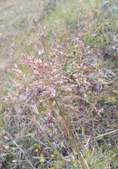 Poa alpigena