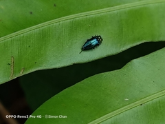 Endelus cupido