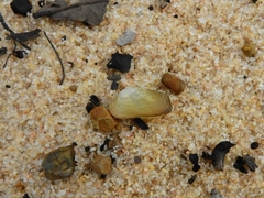 Anticorbula fluviatilis