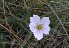 Cerastium maximum