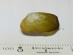 Anticorbula fluviatilis