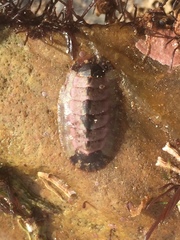Neoloricata