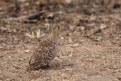 Pterocles bicinctus multicolor