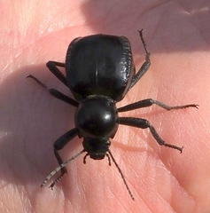 Moluris gibba