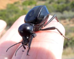 Moluris gibba