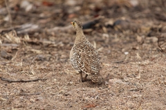 Pterocles bicinctus multicolor