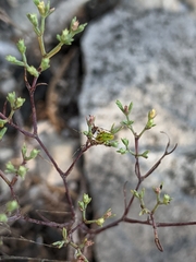 Paronychia lindheimeri