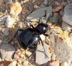 Moluris gibba