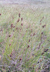 Carex lachenalii