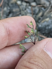 Paronychia lindheimeri