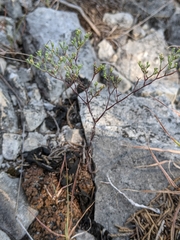 Paronychia lindheimeri