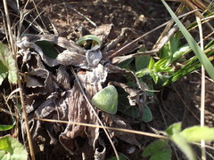 Helichrysum auriceps