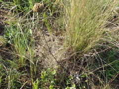 Helichrysum auriceps