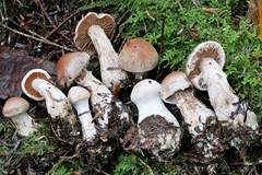 Cortinarius solis-occasus