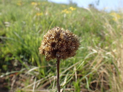 Helichrysum auriceps