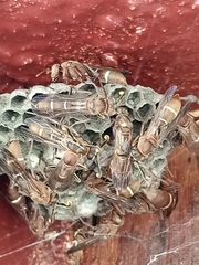 Polistes africanus