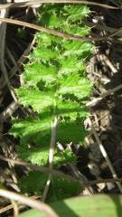 Berkheya carduoides