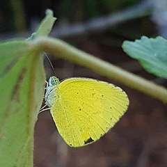 Eurema brigitta