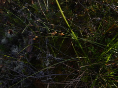Carex globularis