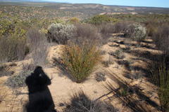 Thamnochortus punctatus