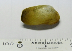 Anticorbula fluviatilis