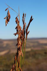 Thamnochortus punctatus