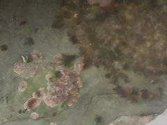 Lithophyllum incrustans