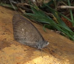 Cassionympha detecta