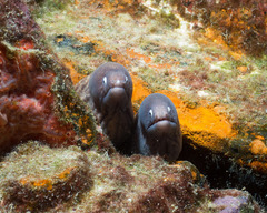 Gymnothorax thyrsoideus