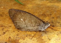Cassionympha detecta