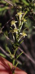 Struthiola myrsinites