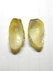 Anticorbula fluviatilis