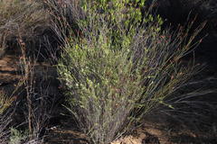 Struthiola myrsinites