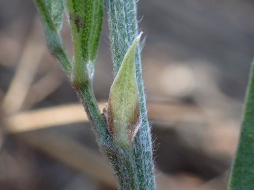 Image of Eriosema kraussianum by (c) Mahomed Desai, some rights reserved (CC BY)