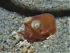 Sepiadarium austrinum