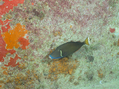 Sufflamen chrysopterum