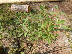 Lonicera caerulea edulis