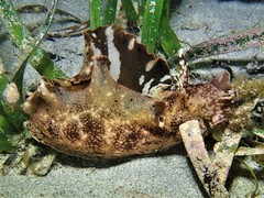 Aplysia reticulata