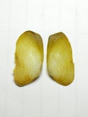 Anticorbula fluviatilis