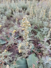 Artemisia pontica