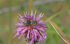 Icteranthidium laterale