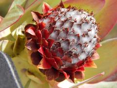 Leucadendron pubibracteolatum