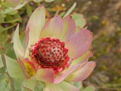 Leucadendron pubibracteolatum