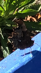 Polygonia c-album