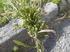 Rhopalomyia erigerontis